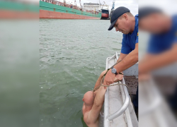 На Дону спасатели в последний момент вытащили из воды тонущего мужчину