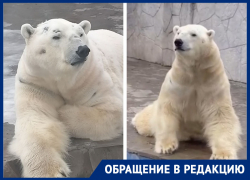 Ростовчане испугались за здоровье белого медведя в зоопарке