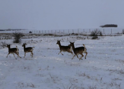 В естественную среду обитания выпустили 50 ланей в Кашарском районе