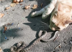 В Ростове храбрый рыжий кот поймал змею