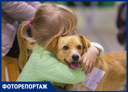 Самый лучший друг: в Ростове прошел благотворительный фестиваль животных «Дай лапу»