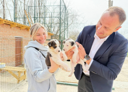 Брошенным в зоне СВО щенкам ищут дом в Новочеркасске 