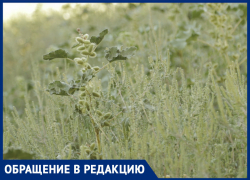 «Страшный сон аллергика»: ростовчанка боится выходить на улицу из-за зарослей амброзии