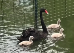 Пара черных лебедей в ростовском зоопарке обзавелась потомством
