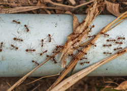 Ростовские ученые  обнаружили новый вид насекомых против муравьев-вредителей  