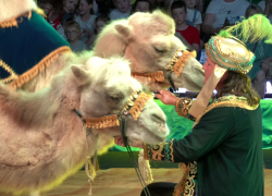 Не упустите шанс увидеть чудо! Впервые в Ростове-на-Дону цирк «Арена Ягуар»