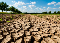 В Ростовской области введен очередной режим ЧС из-за почвенной засухи