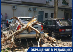В центре Ростова сухой тополь упал на припаркованные автомобили