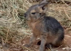 В зоопарке Ростова родились детеныши патагонских мар 