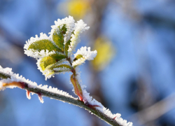 В Ростовской области ожидаются заморозки перед майскими праздниками  