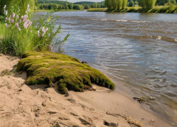 Прибрежную землю незаконно распахали в Ростовской области 