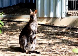 В ростовском зоопарке малыши показались из сумки мамы-кенгуру