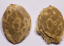 В трех районах Ростовской области объявлен карантин из-за оспы растений