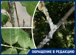 Два садовых товарищества в Первомайском районе Ростова пострадали от нашествия белой цикадки