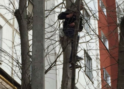 Бесстрашный ростовчанин спас котенка, которого на дерево загнала собака 
