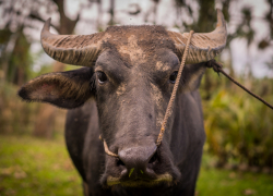 Из-за распространения болезней в Ростовской области начали ограничивать вывоз молока и скота  