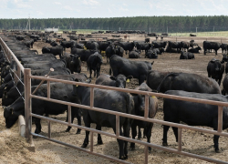 На востоке Дона создадут инновационный мясной кластер