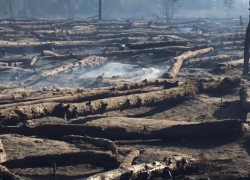 Лесной пожар в Каменском районе Ростовской области локализован на площади в 54 га