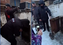 Полицейские спасли кота, запертого без еды и воды в подвале МКД в Ростове 