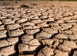 В восьми районах Ростовской области возникла угроза почвенной засухи