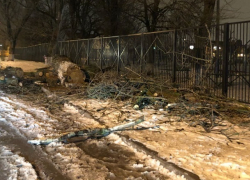 Срубленное дерево преградило путь детям в школу в Ростове-на-Дону