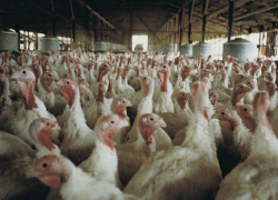 После очередной вспышки птичьего гриппа "Евродон" перестал платить по кредиту