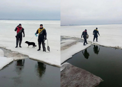 Дрейфовавшую на льдине собаку спасли в Таганрогском заливе