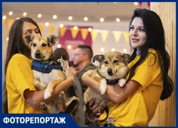 Хвостатый фоторепортаж: собаки из приюта нашли дом в Ростове