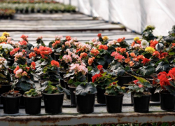 В Ростове потратят более 100 млн рублей на однолетние цветы