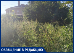 Ростовчане снова жалуются на заросли амброзии