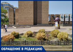 «Они погибают, но никому нет дела!»: ростовчанин просит власти города спасти растения на Пушкинской 