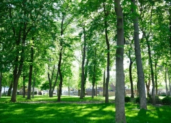 Стало известно число деревьев и их состояние в ростовском парке Революции