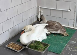 Неходячего лебедя спасли в Ростовской области  