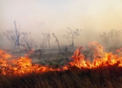 В 2024 году в Ростовской области в 5 раз выросло число ландшафтных пожаров