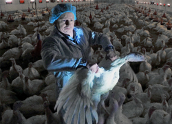 Охотившиеся за ростовской индейкой бизнесмены купили долю в "Магните"