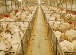 Компания «Евродон» возобновит работу в 2020 году