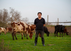 В Ростовской области снижается поголовье скота, и власти заговорили о передаче земель под пастбища