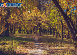 1,3 тысячи гектаров лесов восстановили на Дону за 113 млн рублей