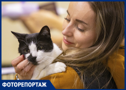 В Ростове котикам из приюта нашли заботливых владельцев