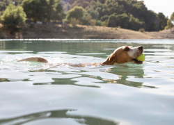 Логвиненко объяснил, почему в Ростове открылись только три пляжа вместо четырех 