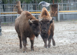 Ростовский зоопарк перевел теплолюбивых животных в зимние вольеры