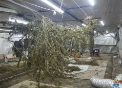 Полицейские накрыли подвал с «конопляной фермой» в Батайске