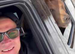 Прокатил медведя на Гелике ростовский каскадер Евгений Чеботарев