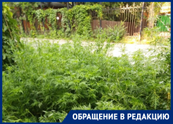 «Страшный сон аллергика»: жители Ростова утопают в зарослях амброзии