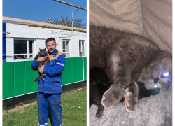 В Ростовской области кошка спасла семью от гибели в огне
