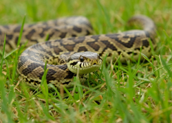 В Ростовской области змеи начали массово выходить из спячки