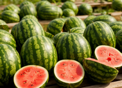 Из-за жары урожай арбузов на Дону сократился вдвое