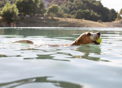 Купальный сезон в Ростове официально откроют в июне 