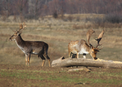 В Ростовской области 40 оленей и ланей выпустили в дикую природу