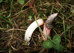 На Зеленом острове неоднократно встречали гриб, на неприятный запах которого слетаются мухи